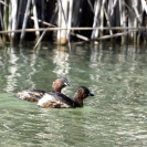  Cabusset a l'Estany d'Ivars