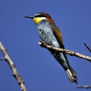 Abellerol 02/06/2020