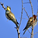 Abellerol a la Bleda