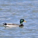 Ànec coll verd a l'Estany d'Ivars