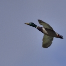 Ànec coll verd a l'Estany d'Ivars