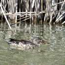 Ànecs cullerot verd a l'Estany d'Ivars