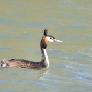 Cabussó emplomallat a l'Estany d'Ivars