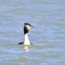 Cabussó emplomallat a l'Estany d'Ivars