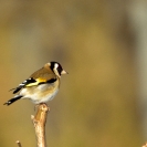 Caderneres Vilafranca