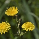 Camí Sant Martí_10