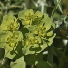 Camí Sant Martí_11