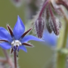 Camí Sant Martí Sarroca