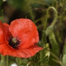 Camí Sant Martí_13