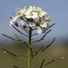 Camí Sant Martí Sarroca