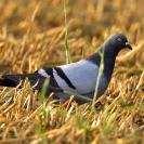 Colom roquer 02/06/2020