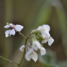 Florida ametllers 2017 altres flors