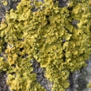 Florida ametllers 2017 altres flors