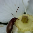 Flors_Bleda_10 Retall a píxels reals