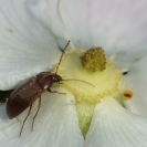 Flors_Bleda_12 Retall a píxels reals