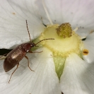 Flors_Bleda_16 Retall a píxels reals