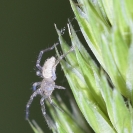 Flors_Bleda_19 Retall a píxels reals