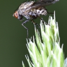 Flors a la Torre de la Bleda