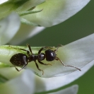 Flors_Bleda_3 Retall a píxels reals