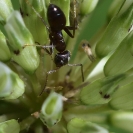 Flors_Bleda_5 Retall a píxels reals