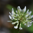 Flors a la Torre de la Bleda
