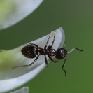 Flors_Bleda_7 Retall a píxels reals