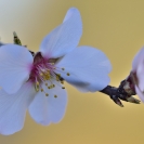 Flors ametller 2018_1