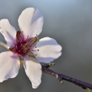 Flors d'ametller 2018