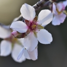 Flors d'ametller 2018