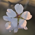 Flors ametller 2018_4