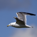 Gavià argentar Ivars_1