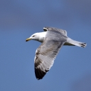 Gavià argentar Ivars_2