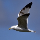 Gavià argentar Ivars_3