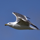 Gavià argentar Ivars_4