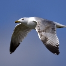 Gavians argentats a l'Estany d'Ivars