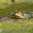 Granotes i gafarró_10