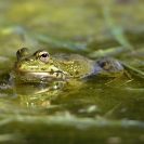 Granotes i gafarró_11