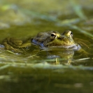 Granotes i gafarró_12