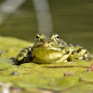 Granotes i gafarró_13