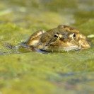 Granotes i gafarró_14