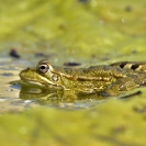 Granotes i gafarró_15