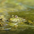 Granotes i gafarró_16