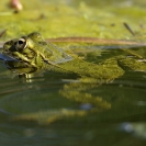 Granotes i gafarró_17