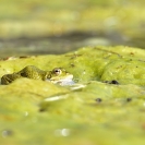 Granotes i gafarró_19