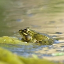 Granotes i gafarró_20