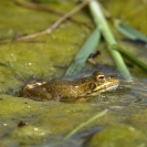 Granotes i gafarró_2