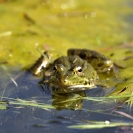 Granotes i gafarró_3