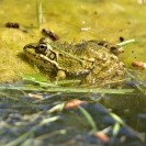 Granotes i gafarró_4