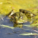 Granotes i gafarró_5