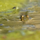 Granotes i gafarró_6